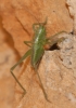 Tettigonia sp. Tettigonia sp.