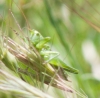 Tettigonia sp. Tettigonia sp.