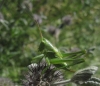 Tettigonia sp. Tettigonia sp.