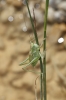 Tettigonia sp. Tettigonia sp.