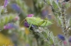 Tettigonia sp.