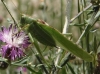 Tettigonia viridissima Tettigonia viridissima