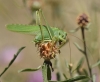 Tettigonia viridissima Tettigonia viridissima