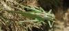 Tettigonia viridissima Linnaeus, 1758