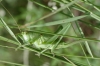 Tettigonia viridissima Linnaeus, 1758 Tettigonia viridissima Linnaeus, 1758