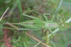 Tettigonia viridissima Linnaeus, 1758 Tettigonia viridissima Linnaeus, 1758