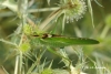 Tettigonia viridissima Linnaeus, 1758 Tettigonia viridissima Linnaeus, 1758
