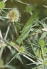 Tettigonia viridissima Linnaeus, 1758 Tettigonia viridissima Linnaeus, 1758