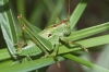 Tettigonia viridissima Linnaeus, 1758 Tettigonia viridissima Linnaeus, 1758
