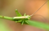Tettigonia viridissima Linnaeus, 1758 Tettigonia viridissima Linnaeus, 1758