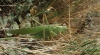 Tettigonia viridissima Linnaeus, 1758 Tettigonia viridissima Linnaeus, 1758
