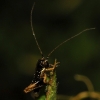 Tettigoniinae Tettigoniinae