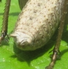 Thyreonotus bidens Thyreonotus bidens