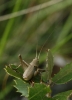 Thyreonotus Thyreonotus