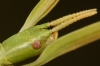 Clonopsis gallica Clonopsis gallica
