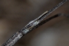 Pijnackeria cf. masettii Pijnackeria cf. masettii