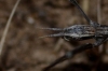 Pijnackeria cf. masettii Pijnackeria cf. masettii