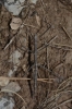 Pijnackeria cf. masettii Pijnackeria cf. masettii