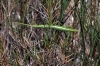 Pijnackeria cf. masettii Pijnackeria cf. masettii