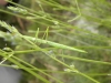 Pijnackeria cf. masettii Pijnackeria cf. masettii