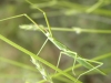 Pijnackeria cf. masettii Pijnackeria cf. masettii