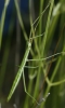 Pijnackeria cf. masettii Pijnackeria cf. masettii