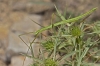 Pijnackeria cf. masettii Pijnackeria cf. masettii