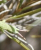 Pijnackeria cf. masettii Pijnackeria cf. masettii