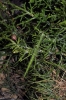 Pijnackeria cf. masettii Pijnackeria cf. masettii