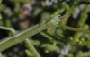 Pijnackeria cf. masettii Pijnackeria cf. masettii