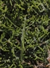 Pijnackeria cf. masettii Pijnackeria cf. masettii