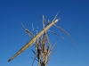 Pijnackeria cf. masettii Pijnackeria cf. masettii