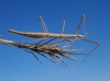 Pijnackeria cf. masettii Pijnackeria cf. masettii