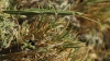 Pijnackeria cf. masettii Pijnackeria cf. masettii