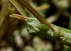 Pijnackeria cf. masettii Pijnackeria cf. masettii