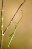 Pijnackeria cf. masettii Pijnackeria cf. masettii