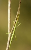 Pijnackeria cf. masettii Pijnackeria cf. masettii