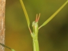 Pijnackeria cf. masettii Pijnackeria cf. masettii