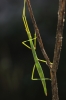 Pijnackeria cf. masettii Pijnackeria cf. masettii