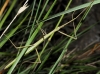 Pijnackeria cf. masettii Pijnackeria cf. masettii