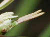 Pijnackeria cf. masettii Pijnackeria cf. masettii