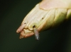 Pijnackeria cf. masettii Pijnackeria cf. masettii