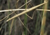 Pijnackeria masettii Pijnackeria masettii