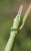 Pijnackeria masettii Pijnackeria masettii
