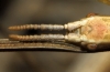 Pijnackeria masettii Pijnackeria masettii