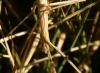 Pijnackeria masettii Pijnackeria masettii
