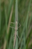 Pijnackeria sp. Pijnackeria sp.