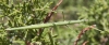 Pijnackeria sp. Pijnackeria sp.