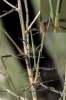 Pijnackeria sp. Pijnackeria sp.