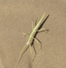 Pijnackeria sp. Pijnackeria sp.